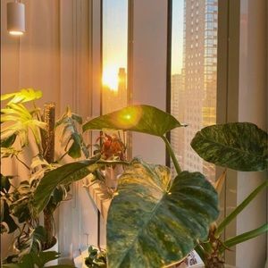 Meet your Posher, Ava